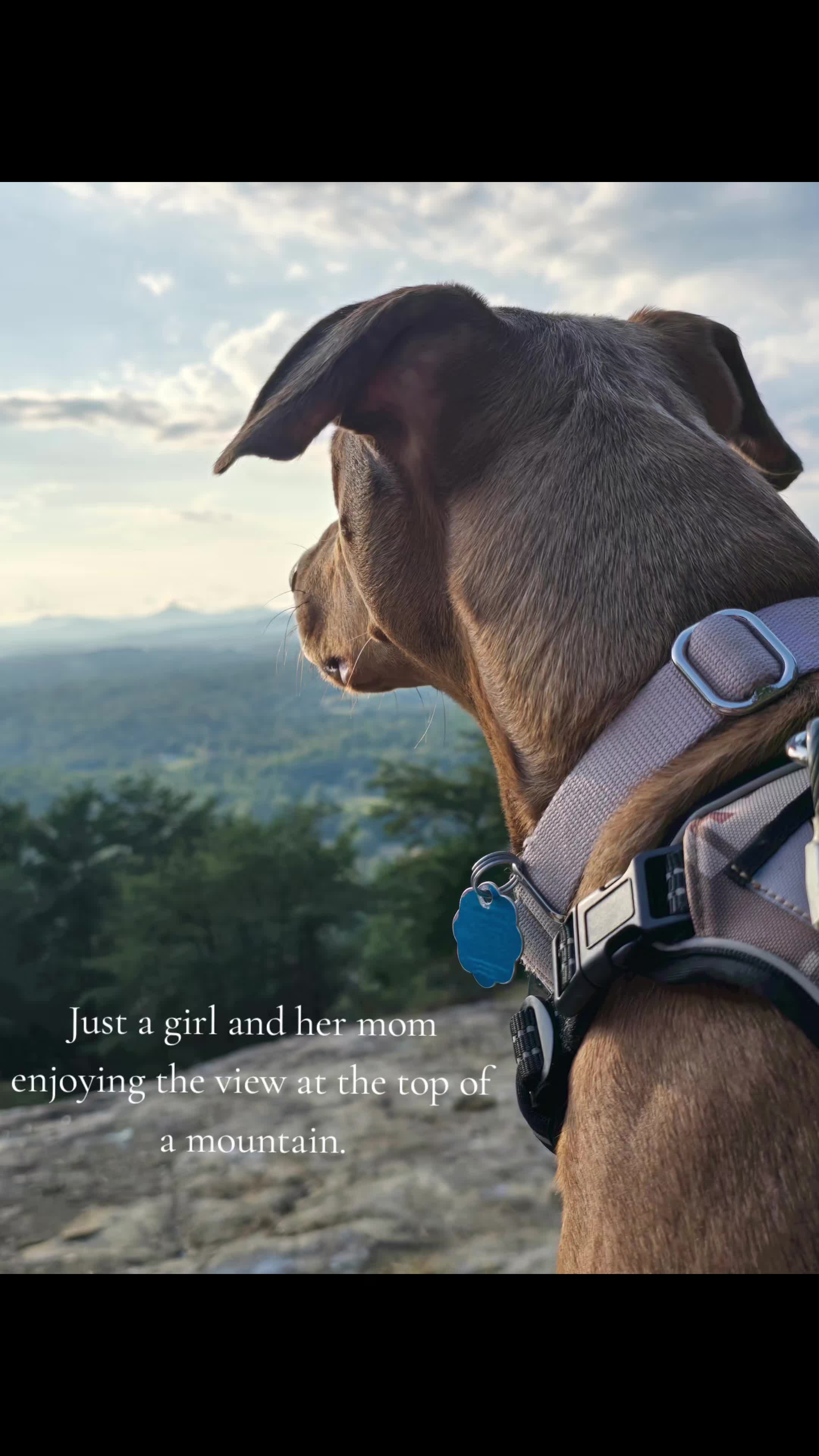 @Jasper_The_Dobiehoula