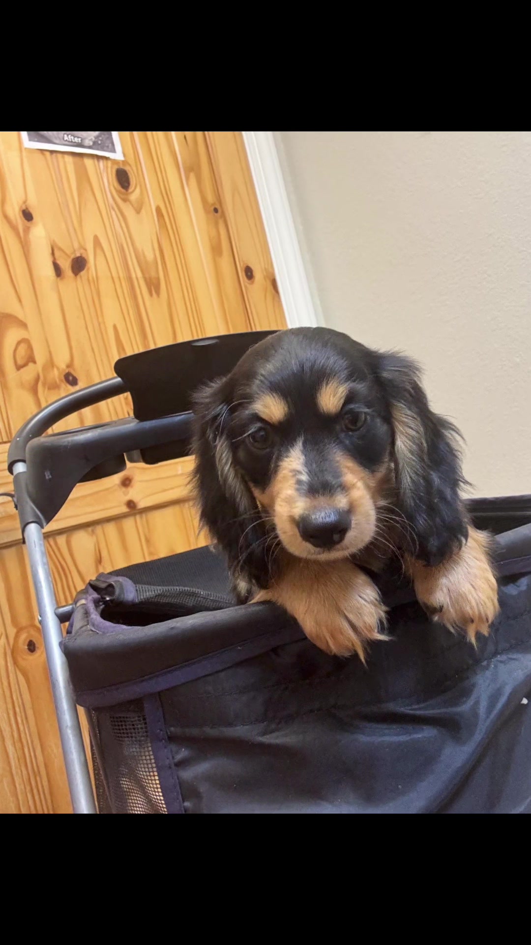 @Charisma Dachshunds
