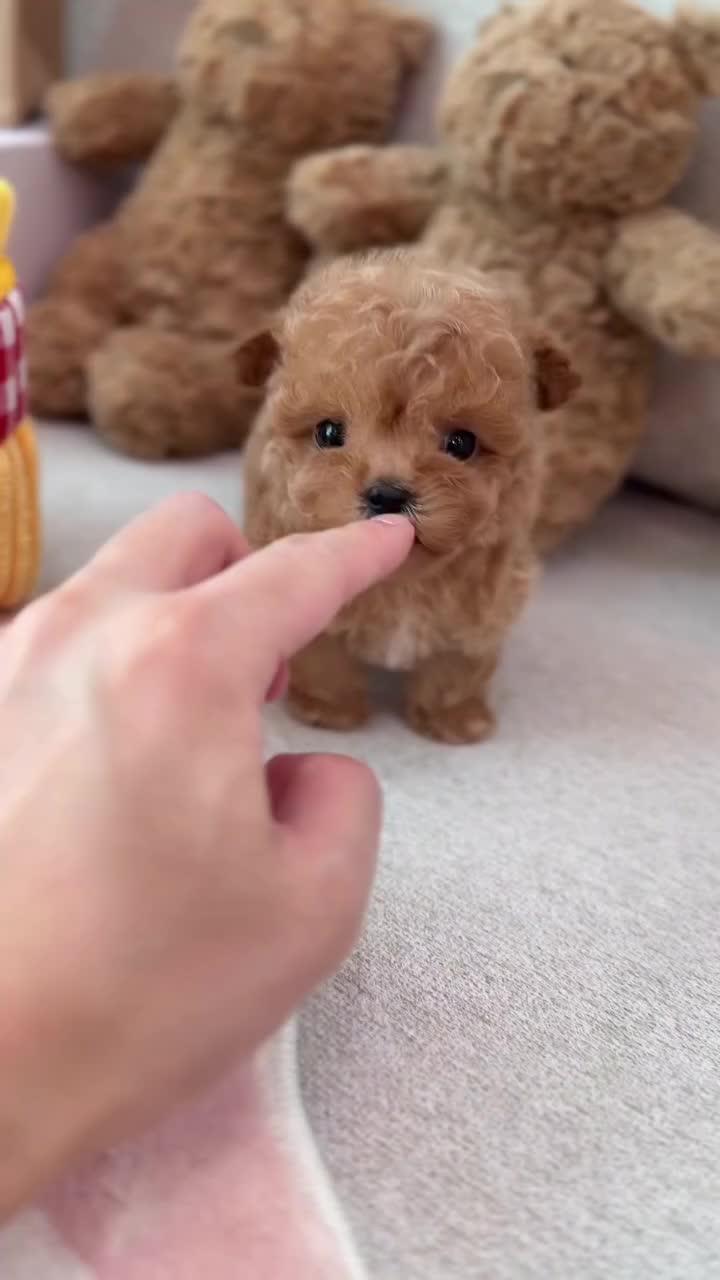 @homeraisedtinypoodles