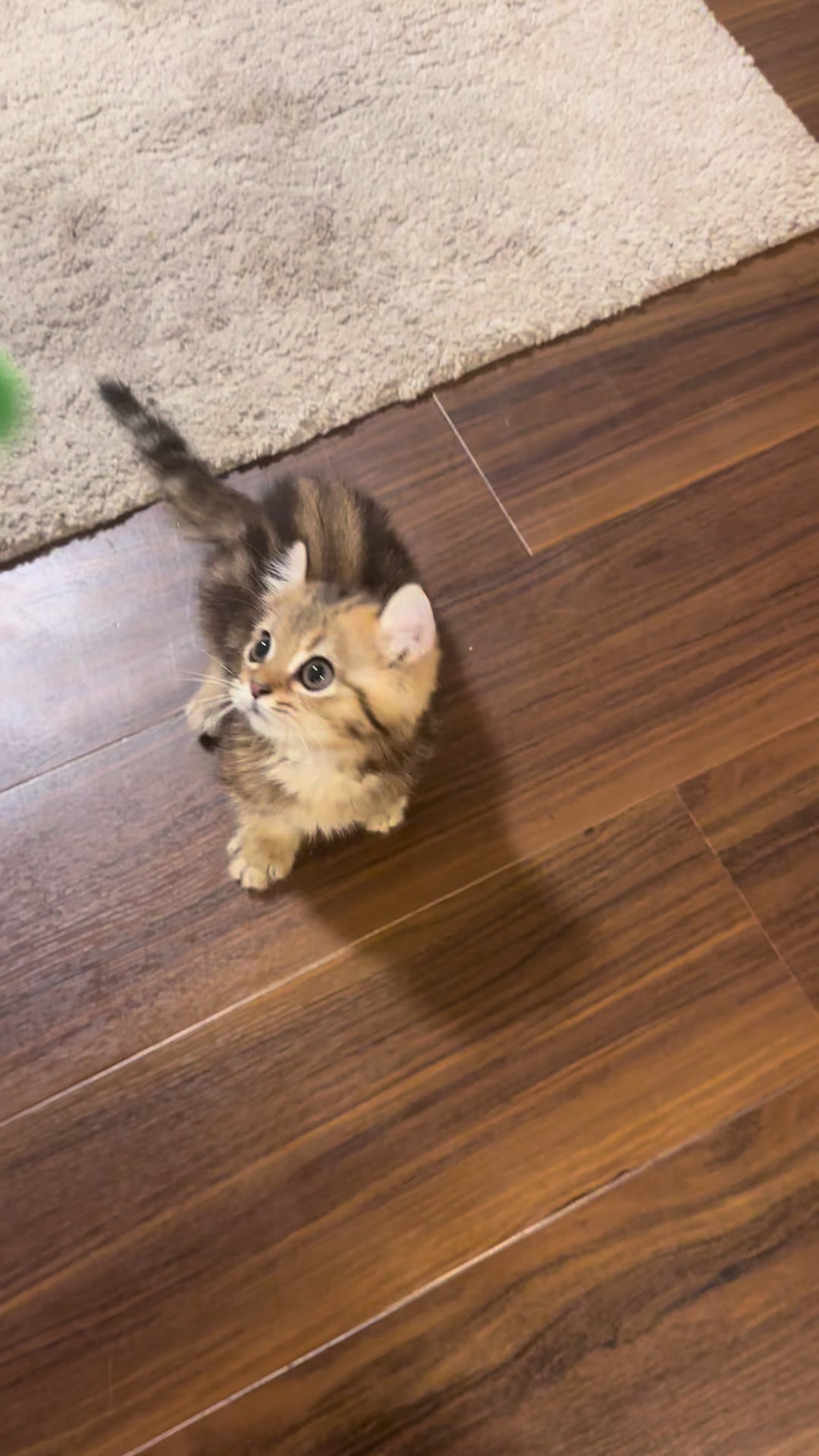 @のりおのTikTok