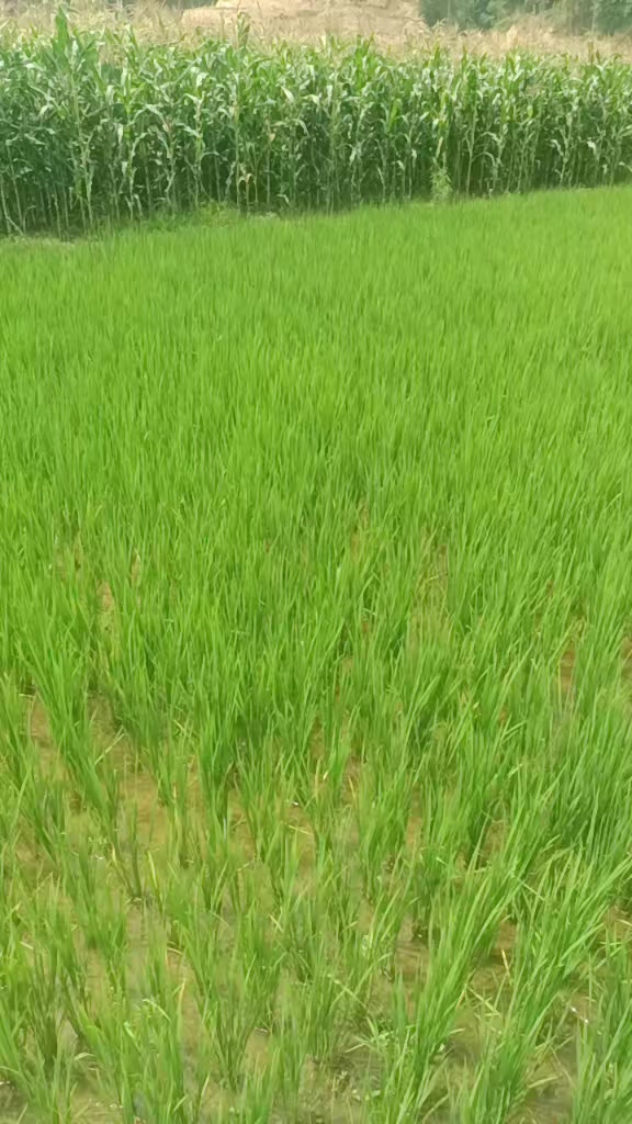 @gopichhettri