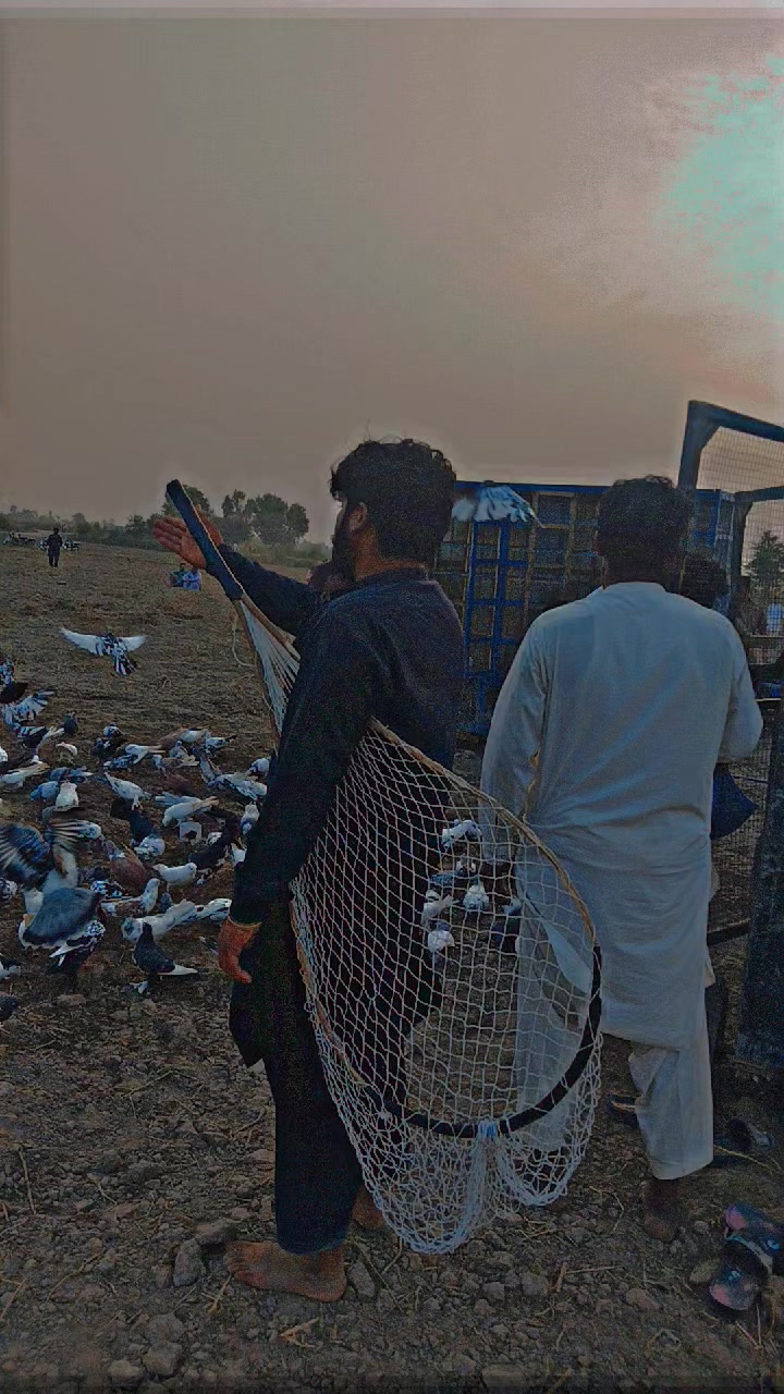 @عدیل رحمن لیہ وال کبوتر باز