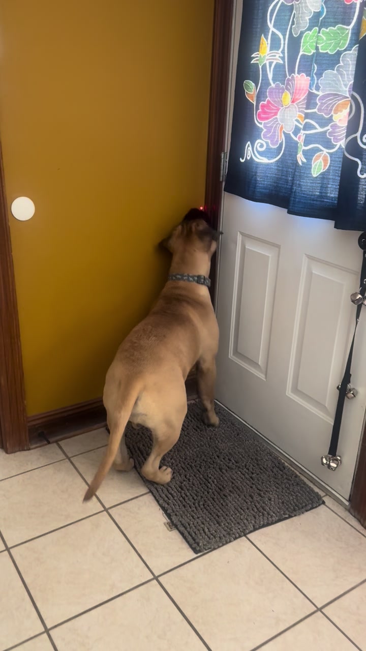 @Xander the Bullmastiff
