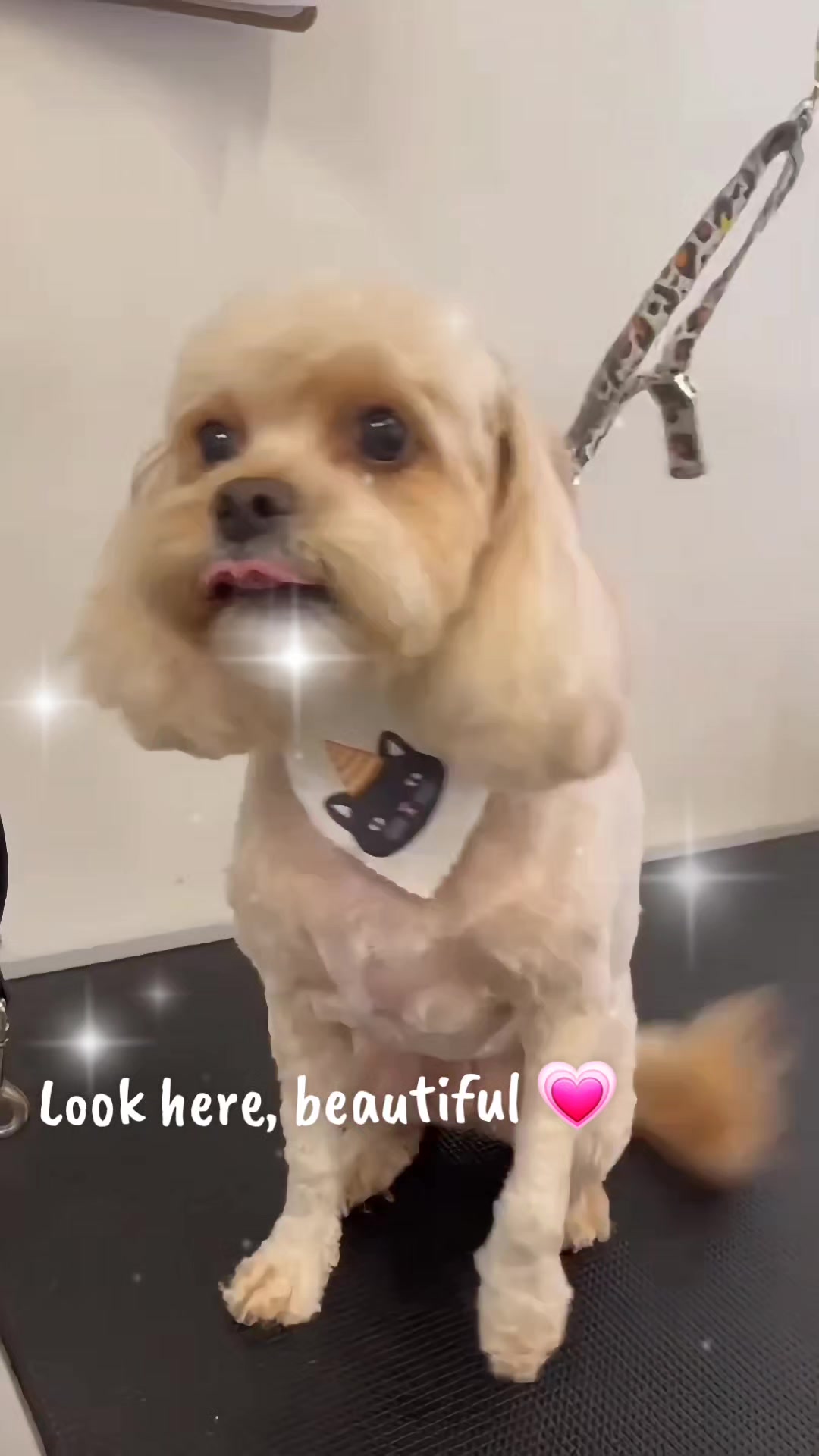 @Maru Maru Pet Services
