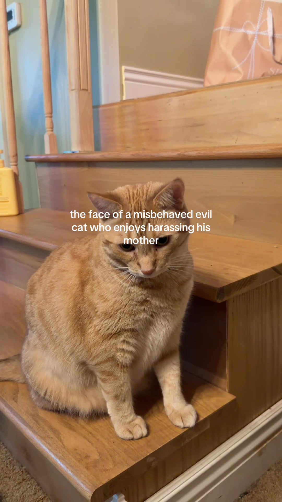 @bink the big orange cat