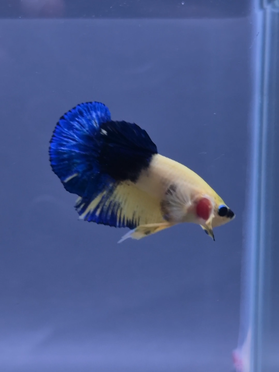 @Sakana Betta Batam