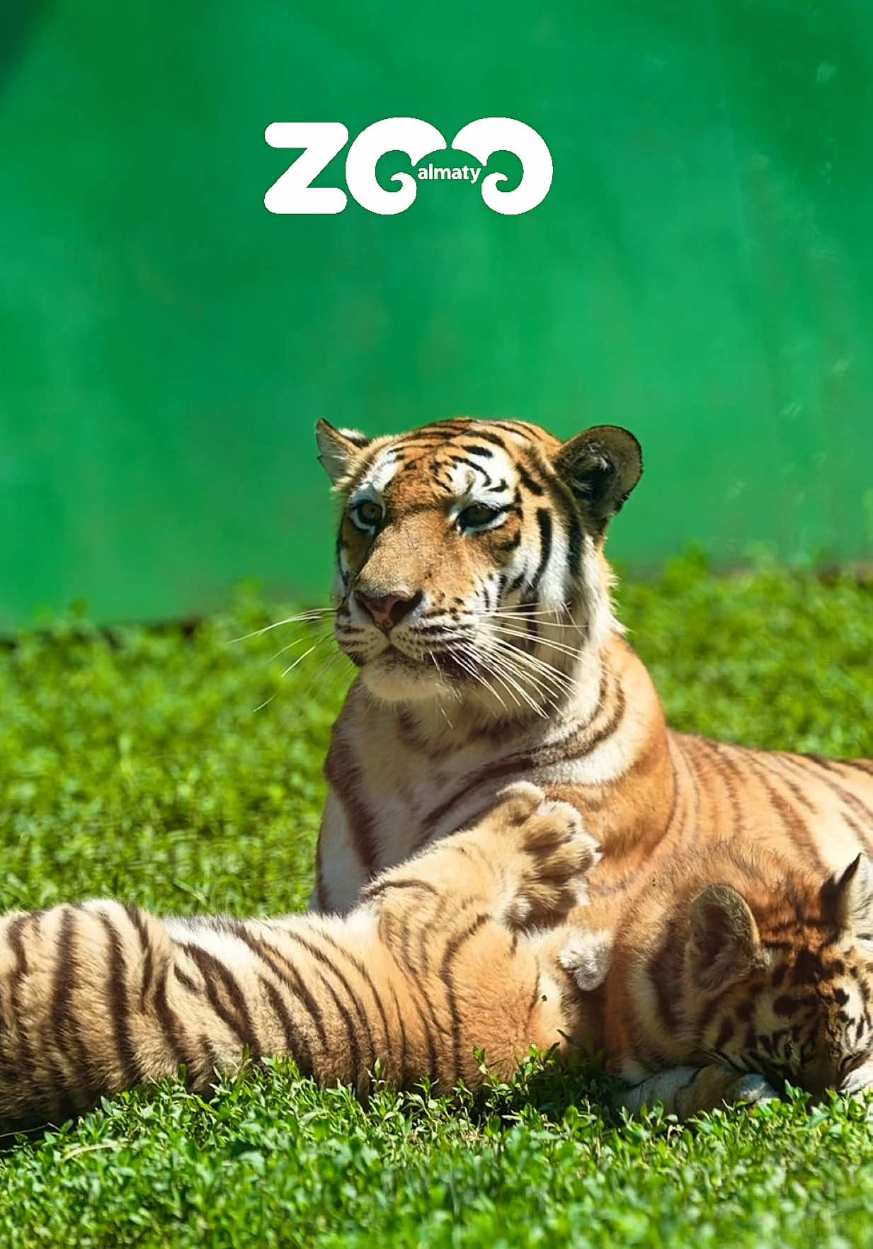 @Алматинский зоопарк