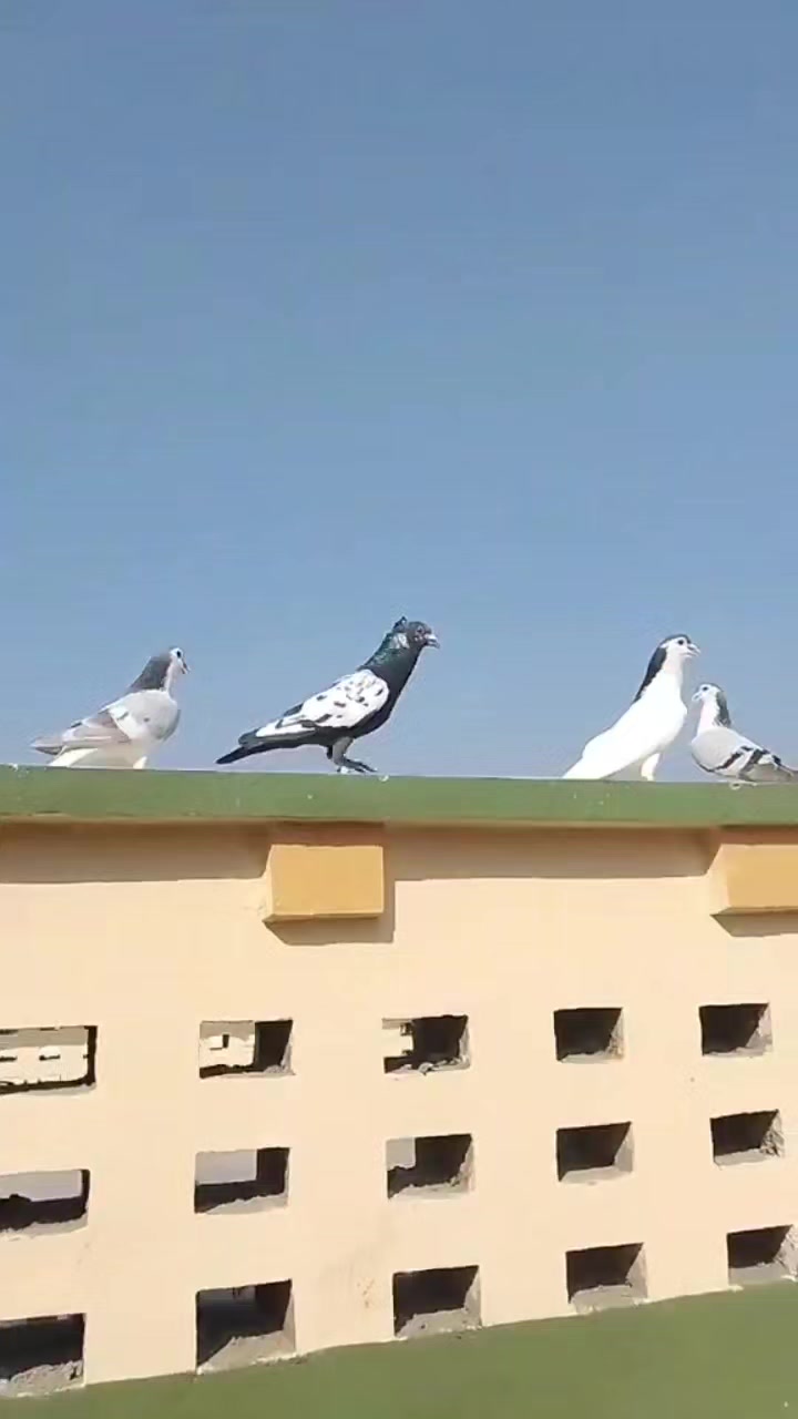 @waheedpegeonLoft