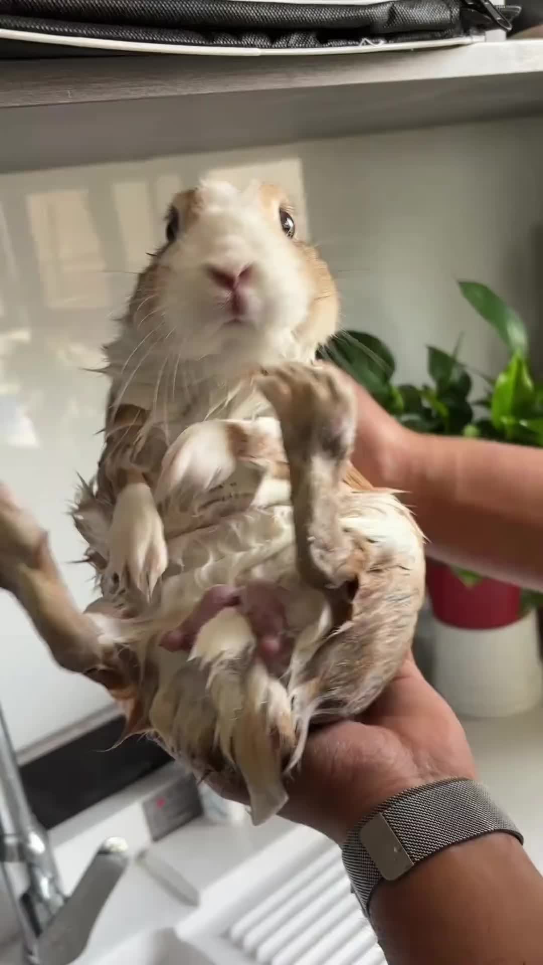 @RabbitBall