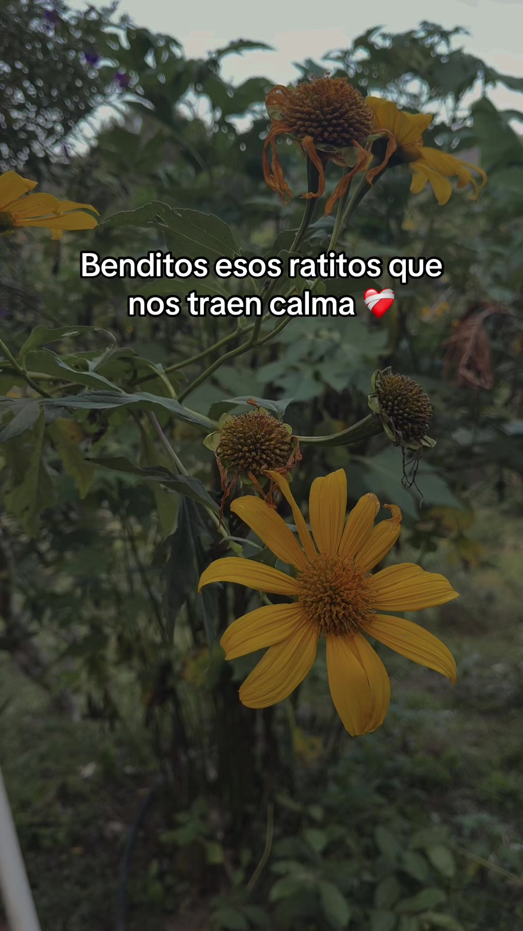 @🦒Chinita 🦒🫣única y especial