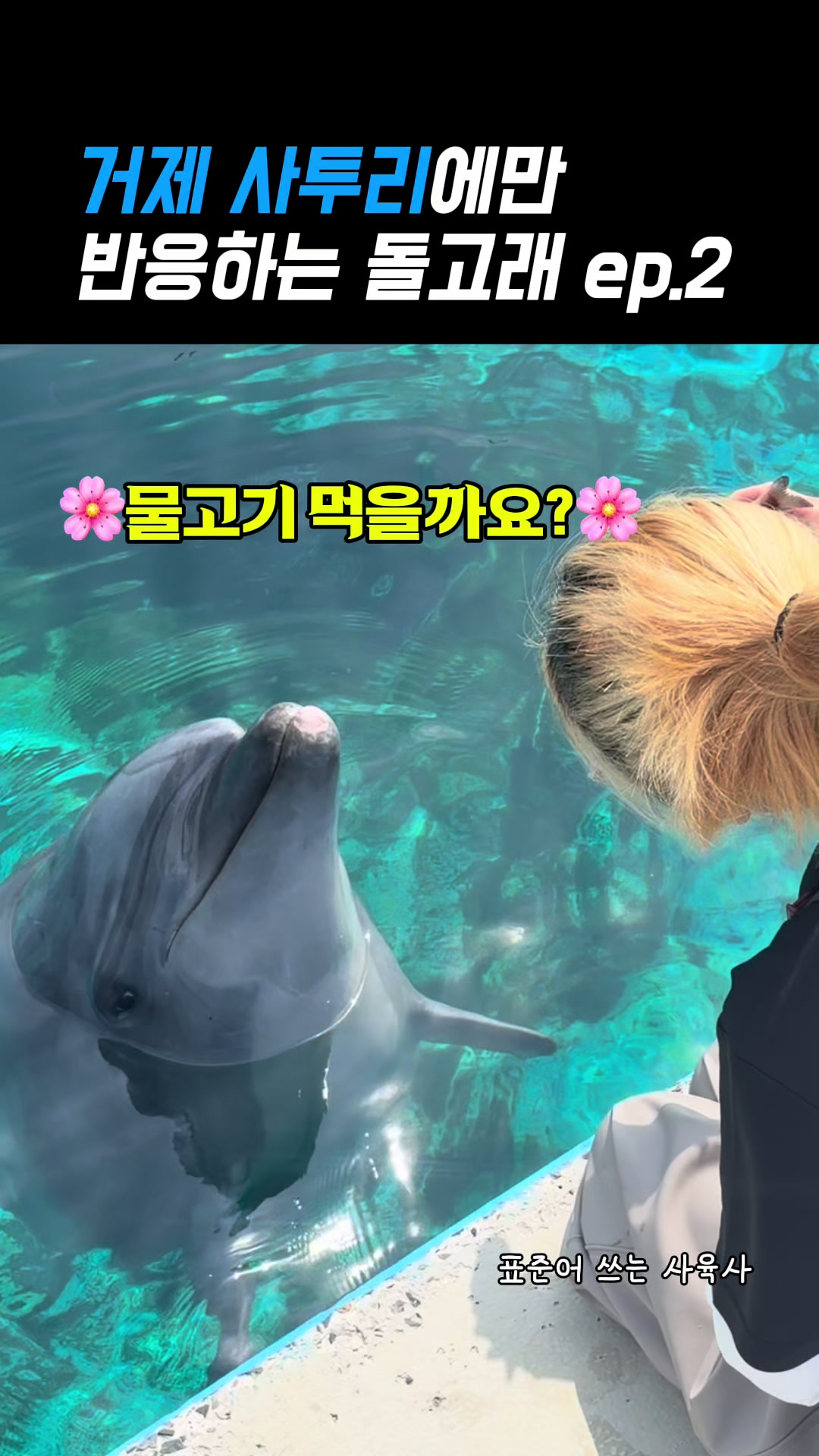 @DolphinTok