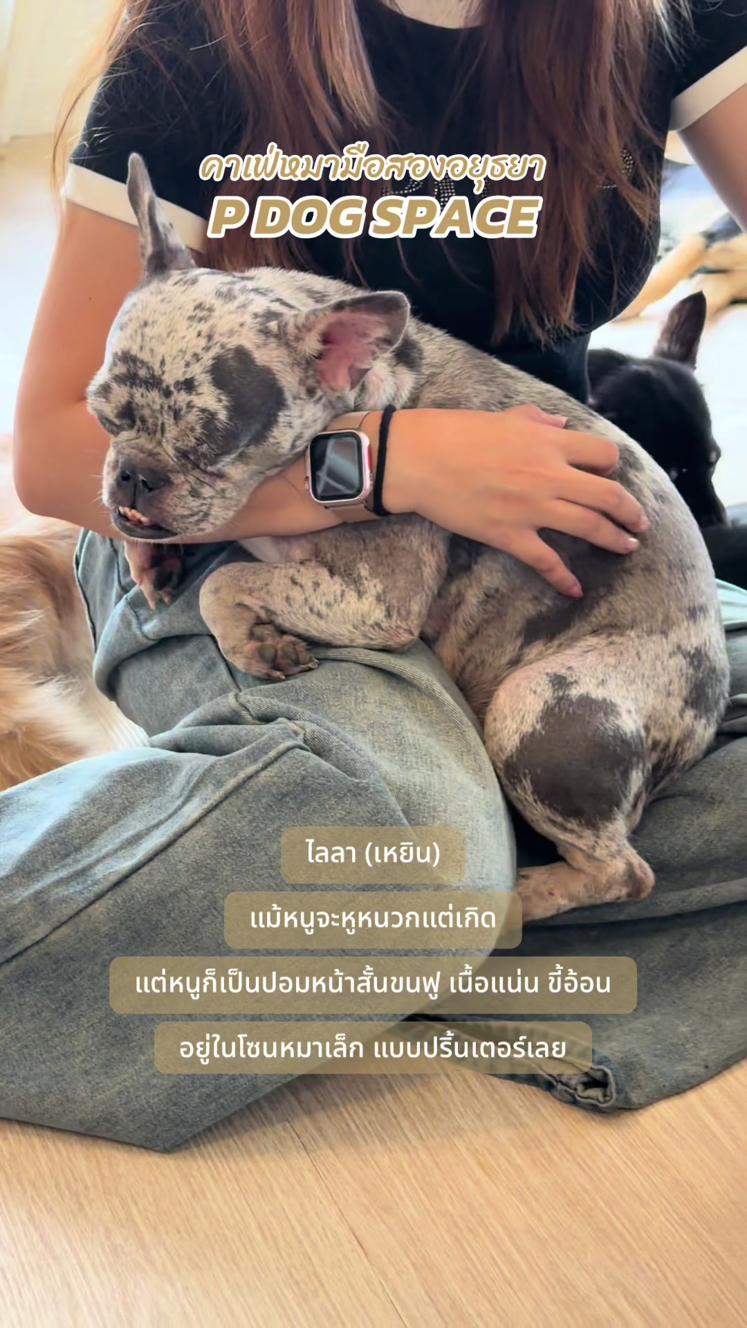 @P Dog Space คาเฟ่หมามือสอง 🐶