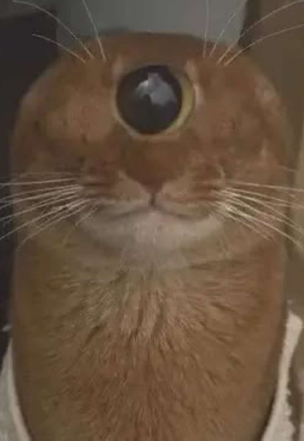 @cottagecat28