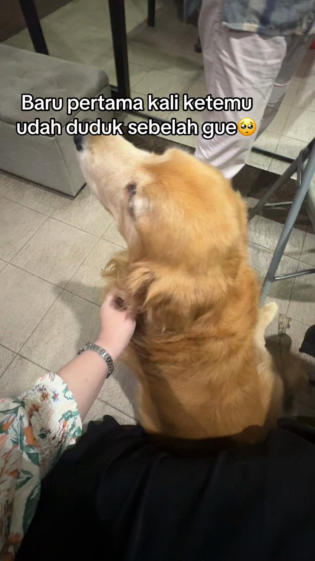 @ditamir
