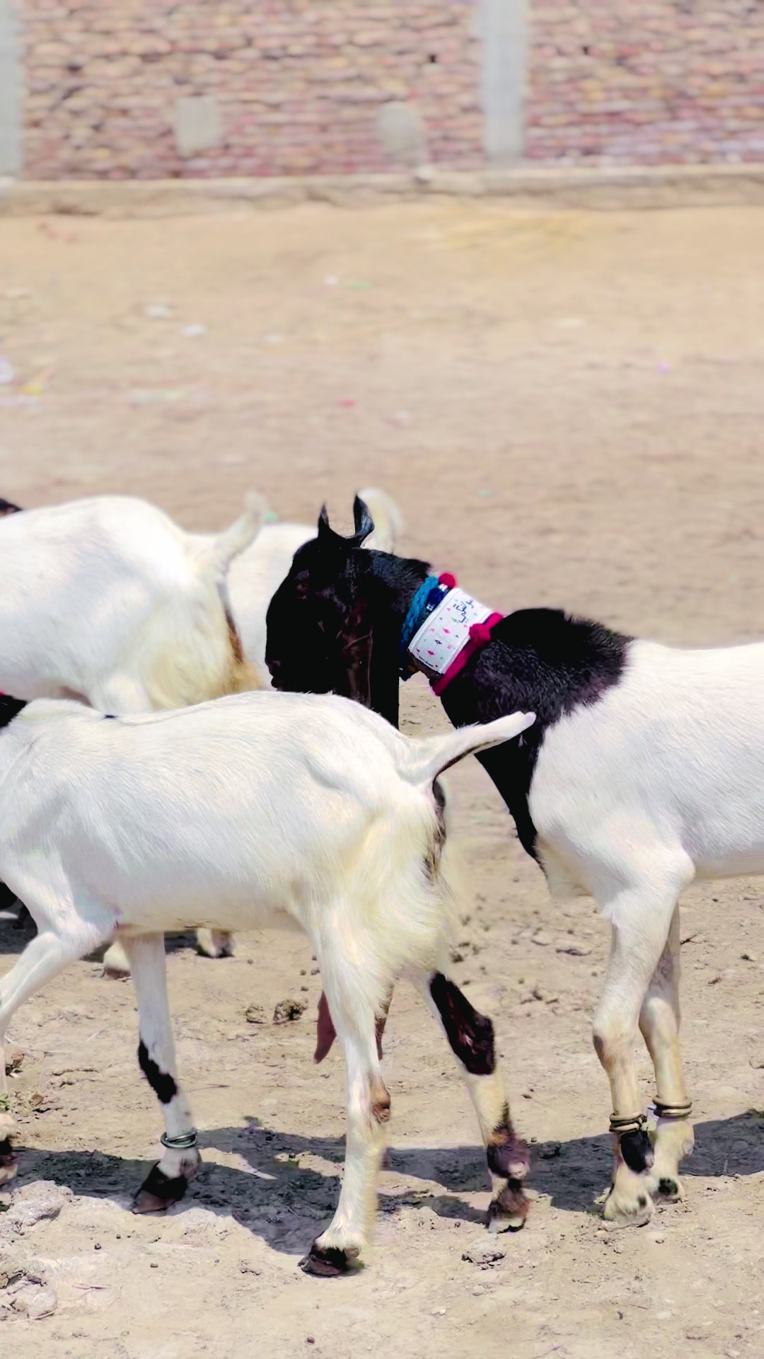 @✨.زاهد سولنگي واپاري. 🐐