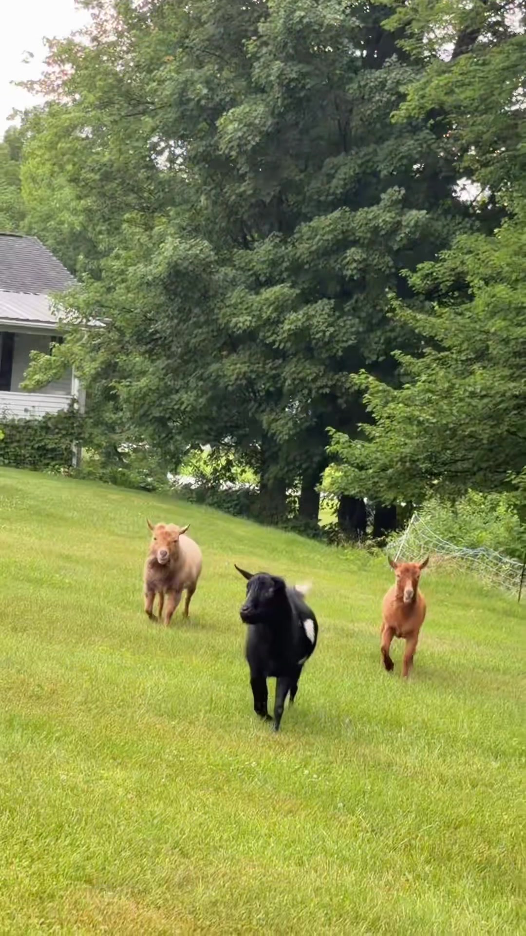@bonnie.brook.farm
