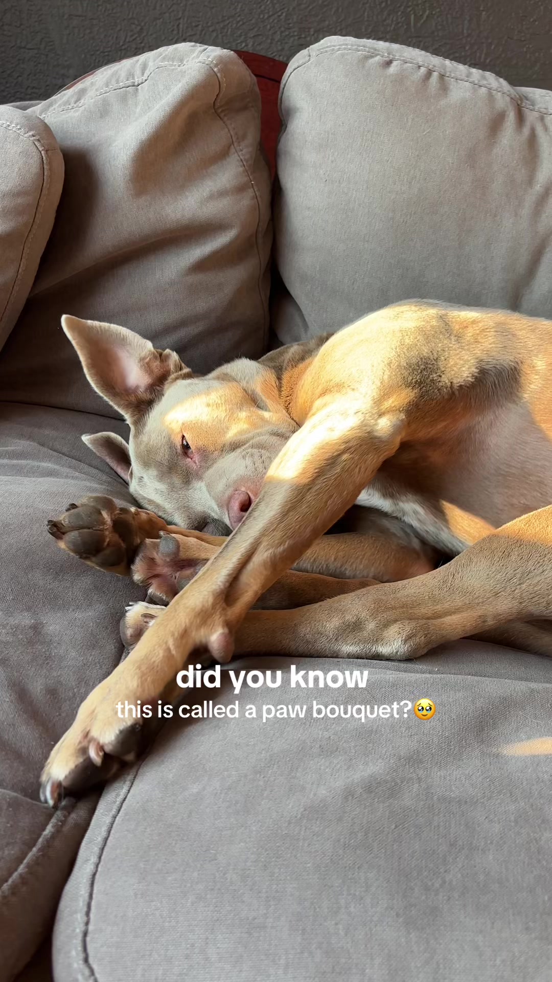 @rhubarb the doggo