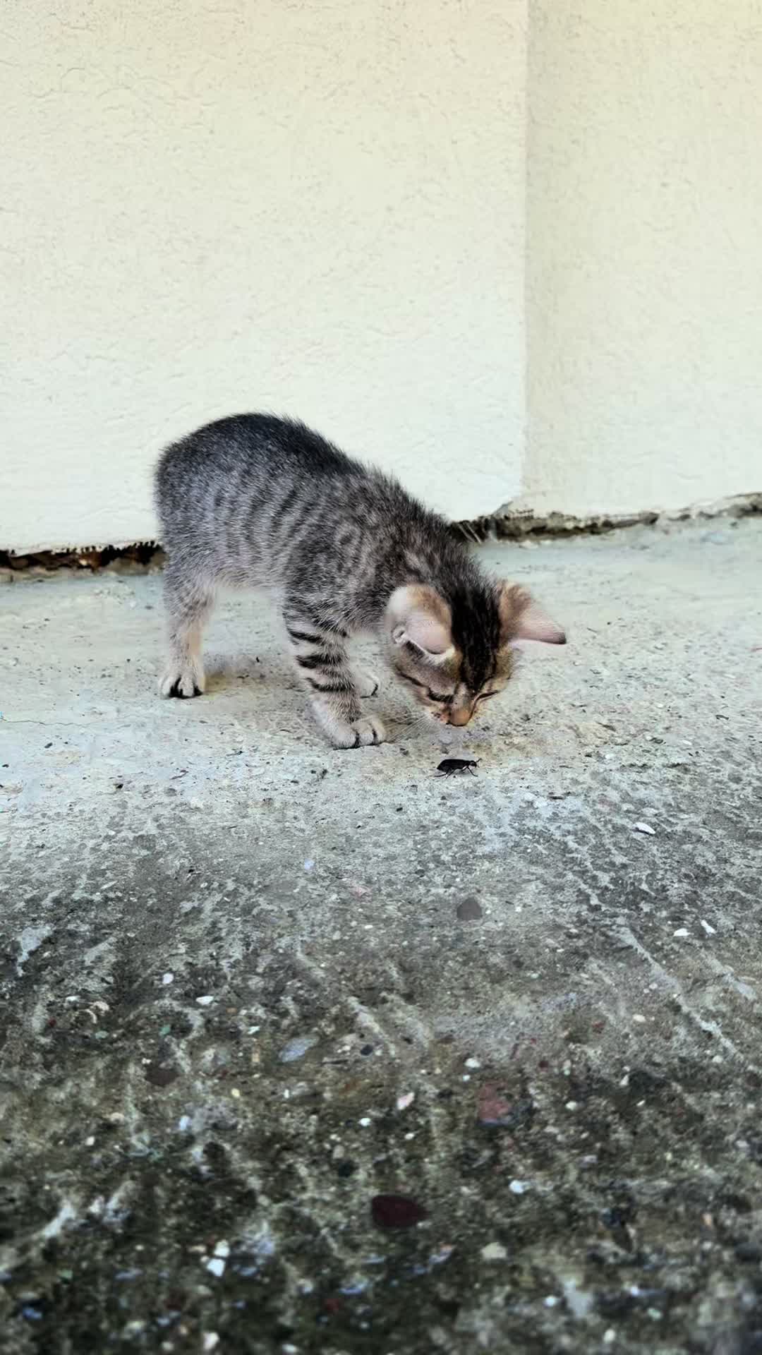 @Sladja🐱