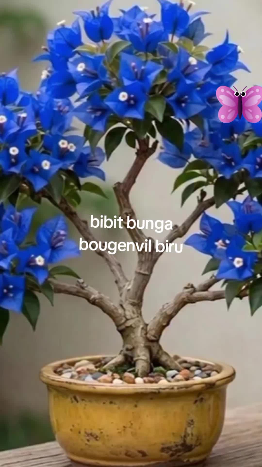 @NUNUNG INSANI