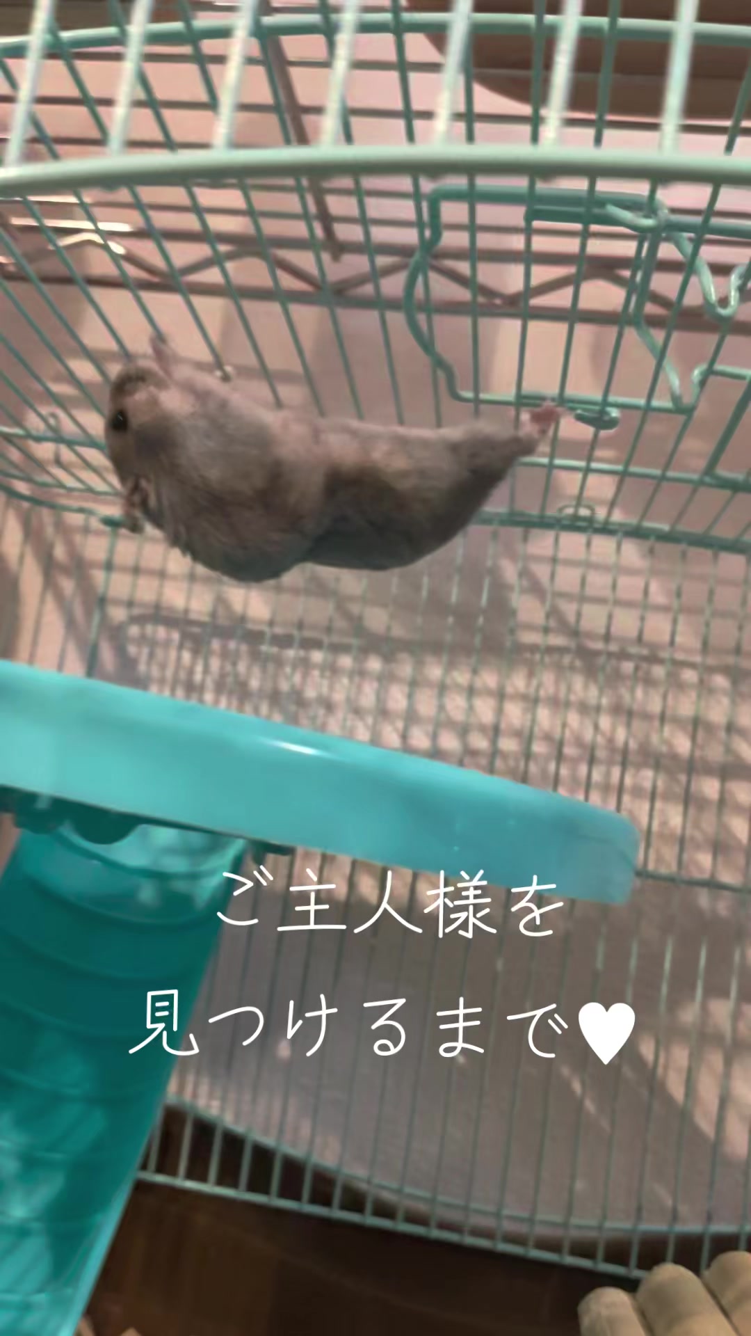 @二本1可愛いハムスターのいる暮らし