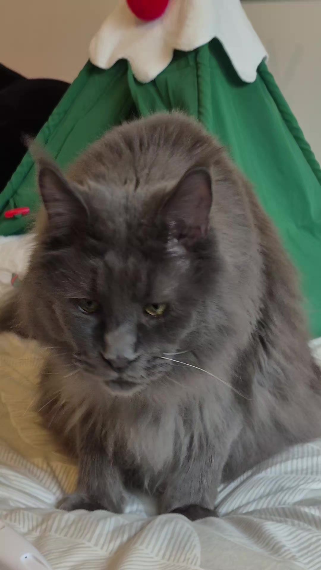 @Ragnar the Maine Coon 🐈