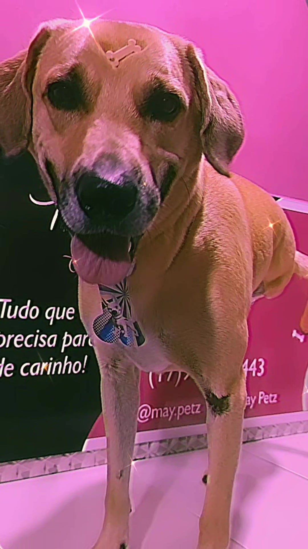 @MayPetz banho e tosa