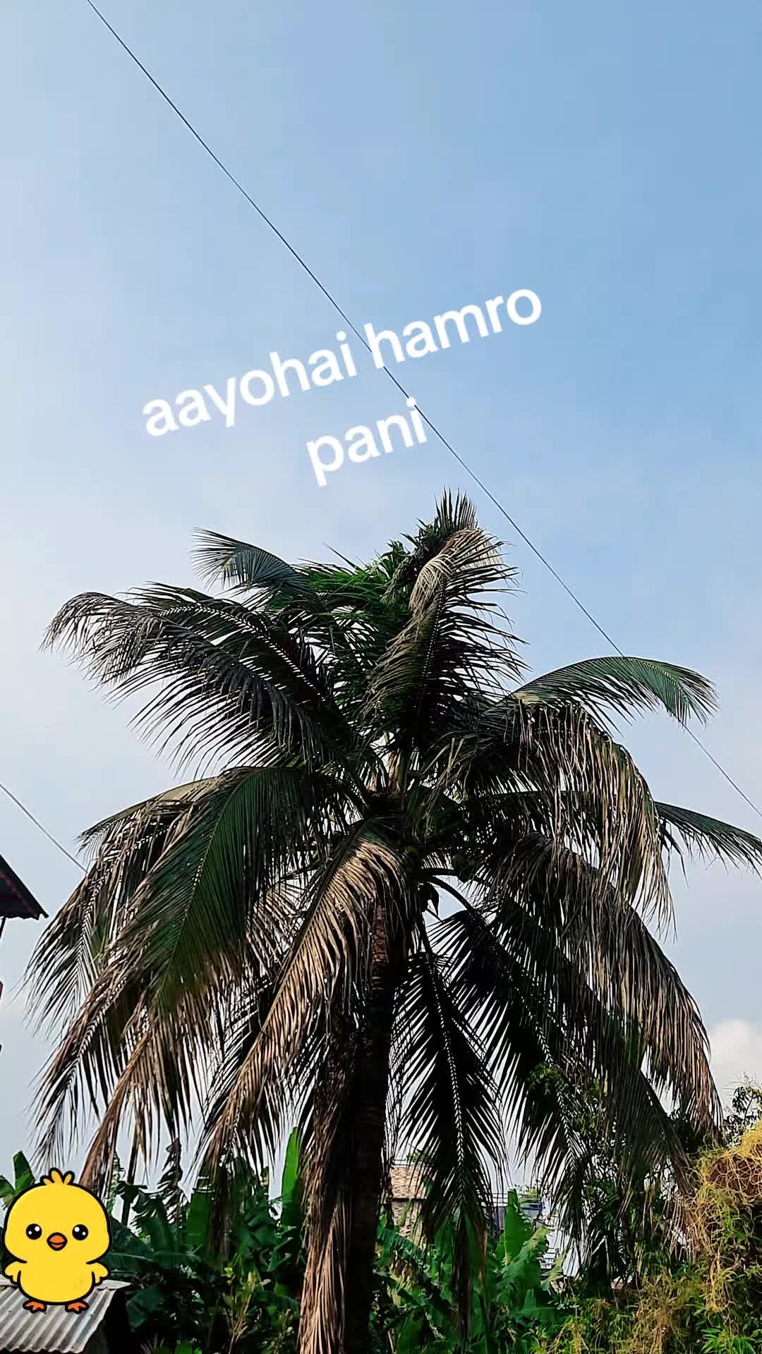 @Sirjana Rai2343
