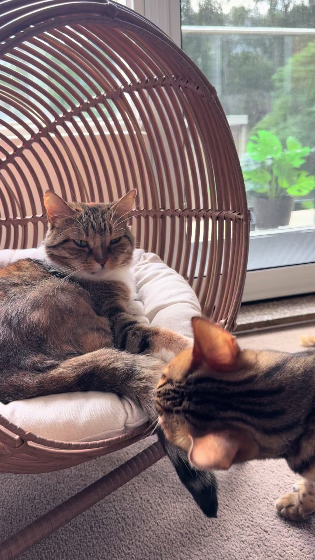 @mitmitcats