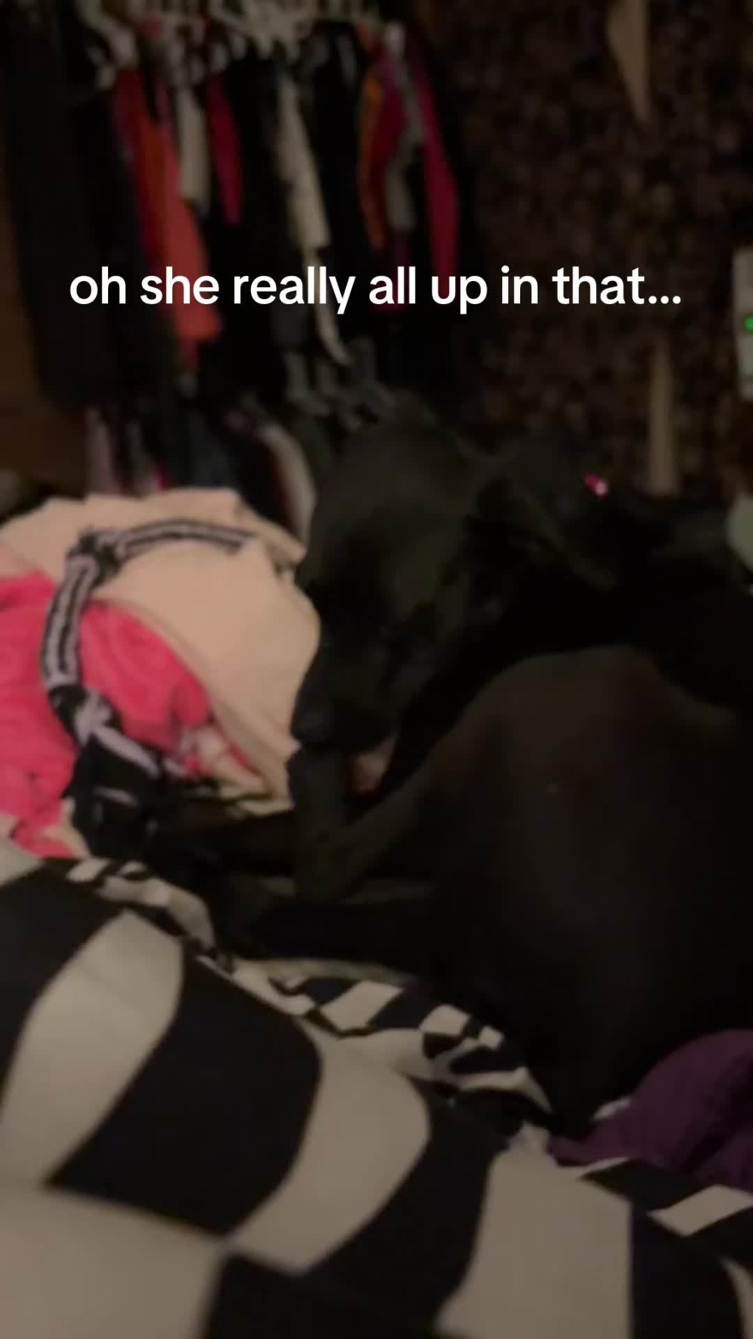@Taylorrose