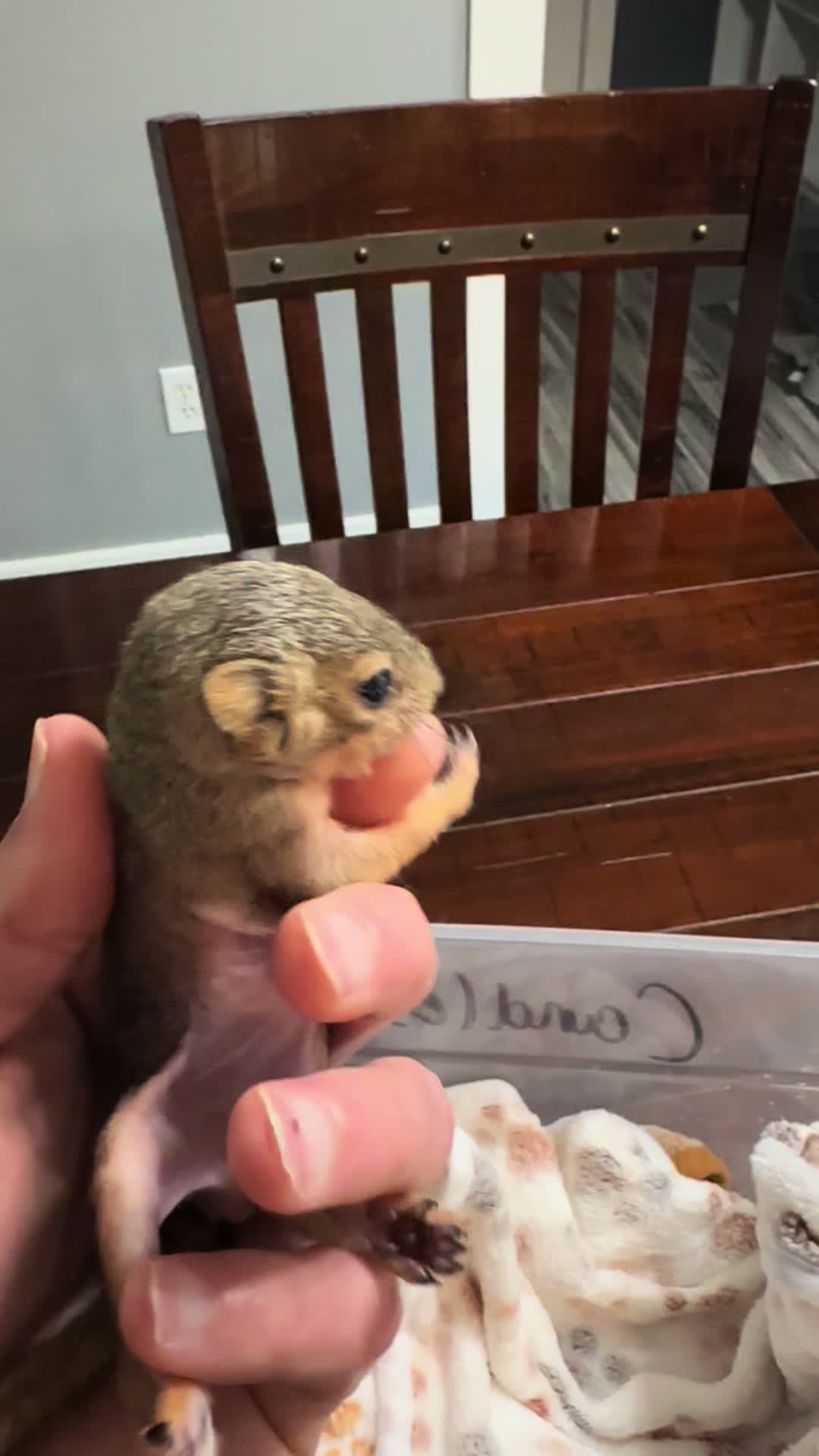 @Squirrel Guy