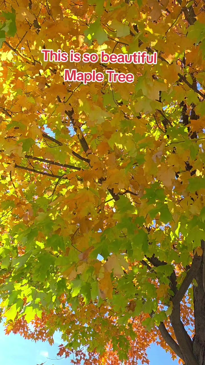 @Evelyn D Queen