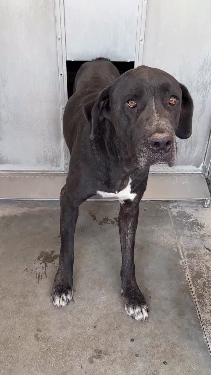 @Cane Corsos