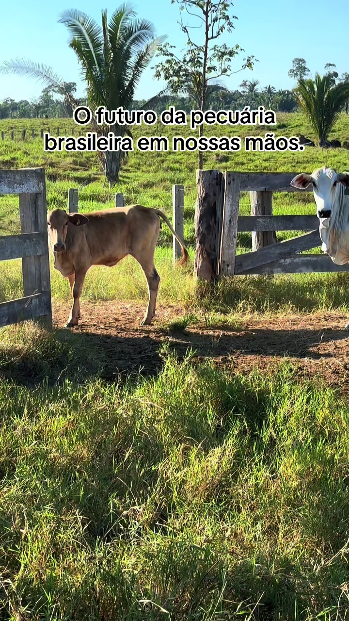 @lukasvieira_🍀
