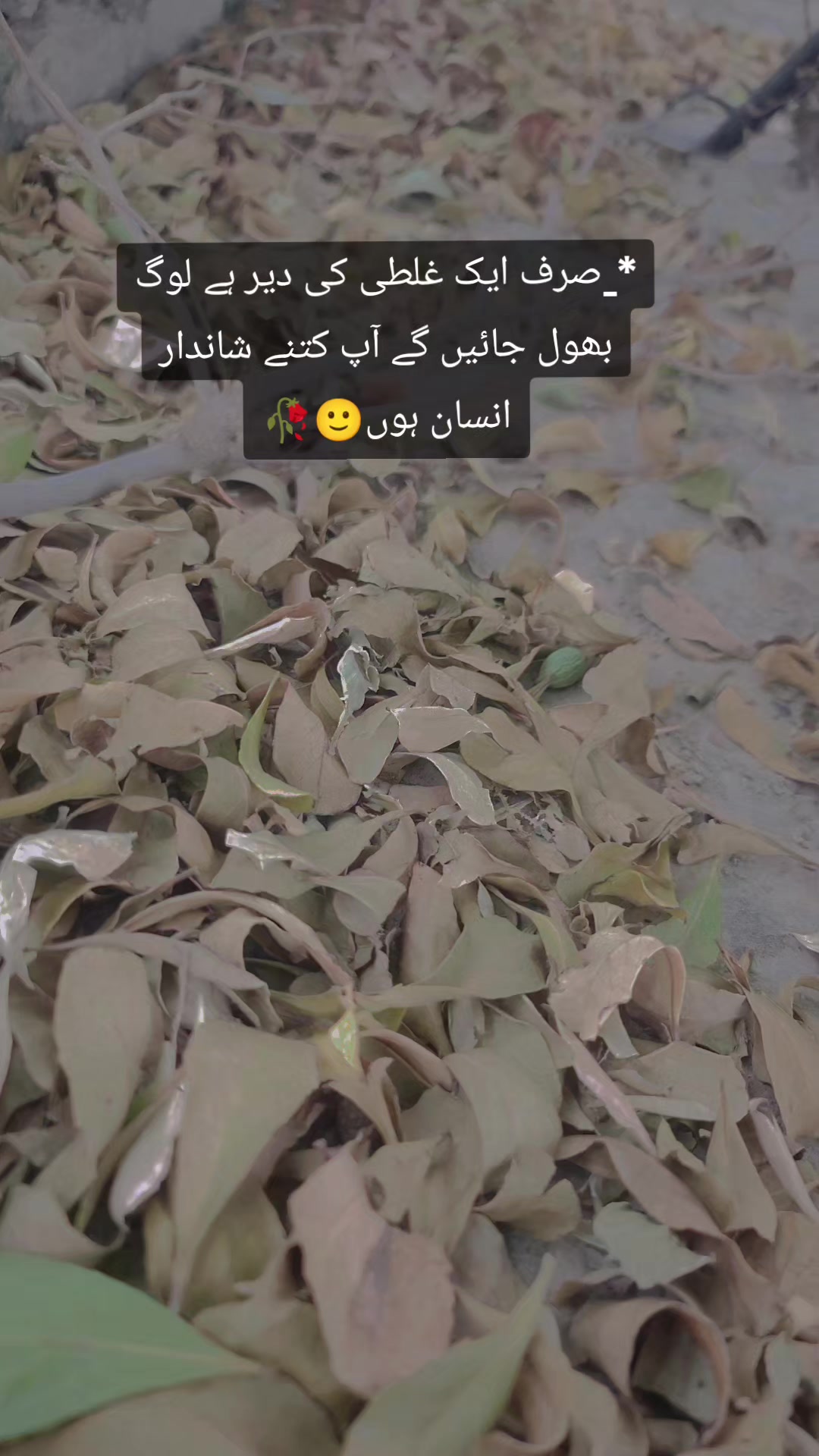 @❣️🥰🫀*..A.S.H.F.A.Q../*🥰👑❣️