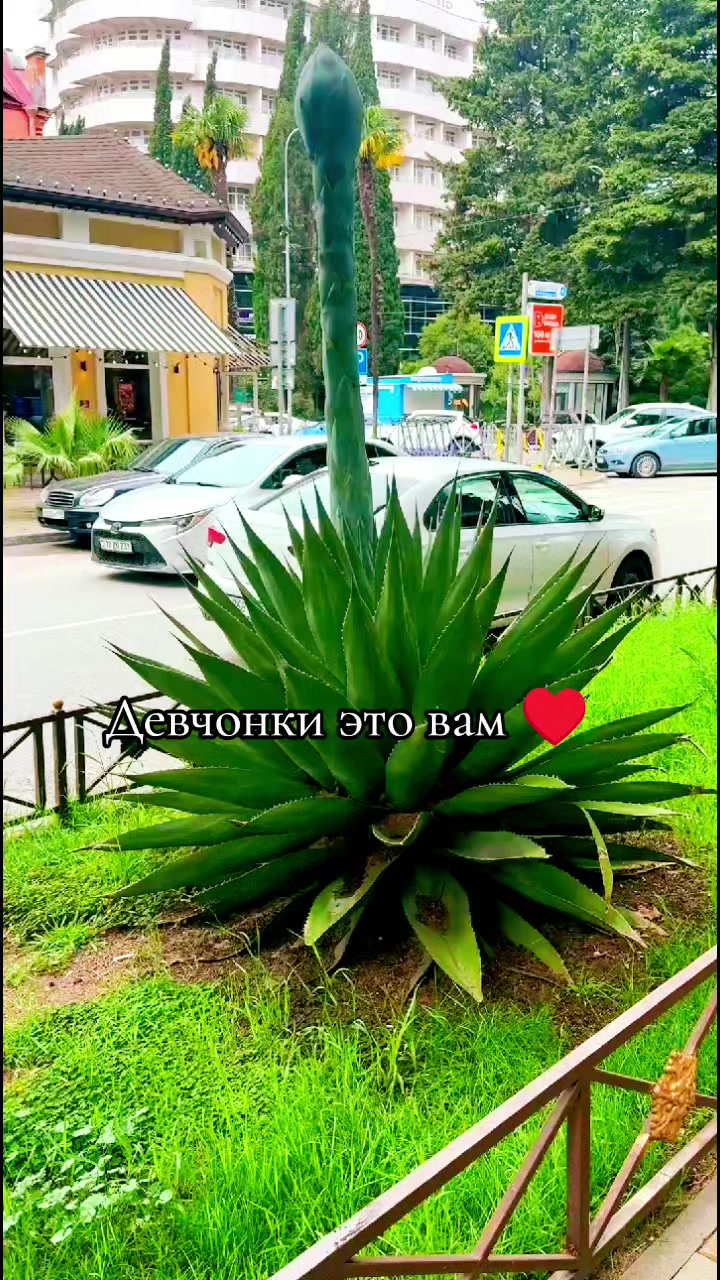 @꧁༒☬Alexৡ☬༒꧂