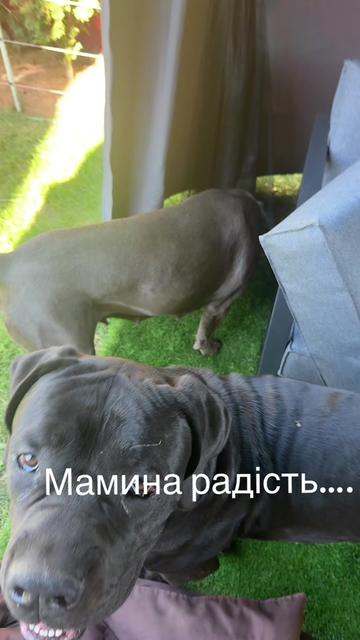 @Кане Корсо