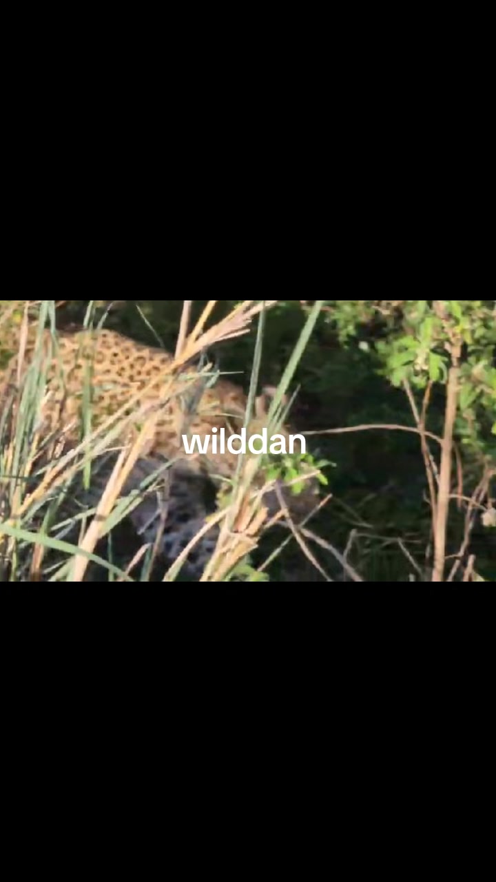 @WildDan