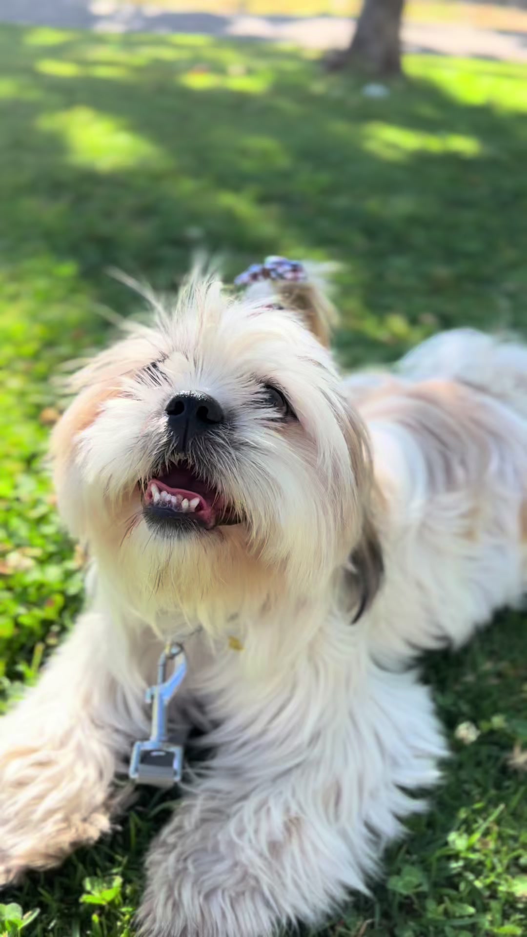 @SIR MOCHI