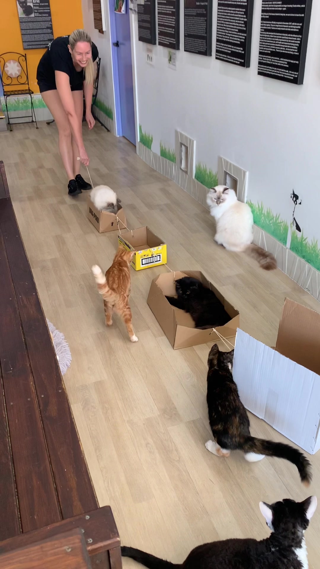 @crazycatcafe