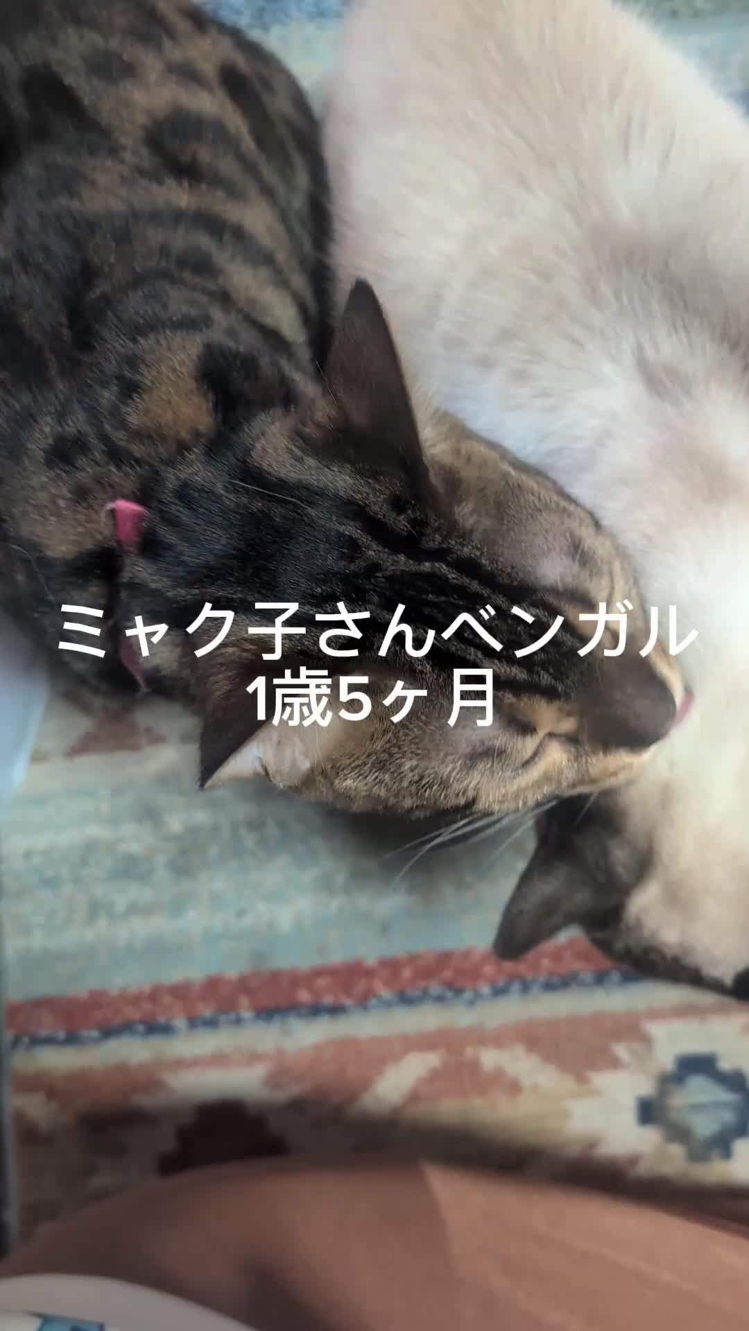 @すいぬこ😻