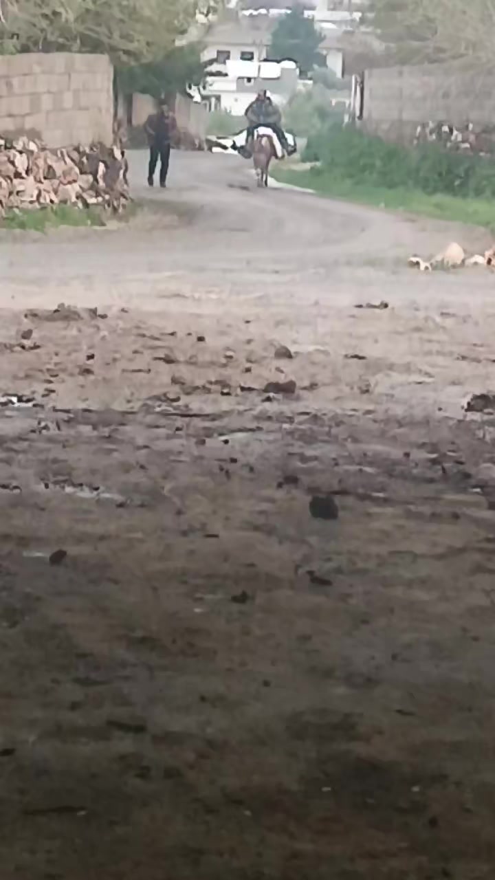@ibo buzağıcı