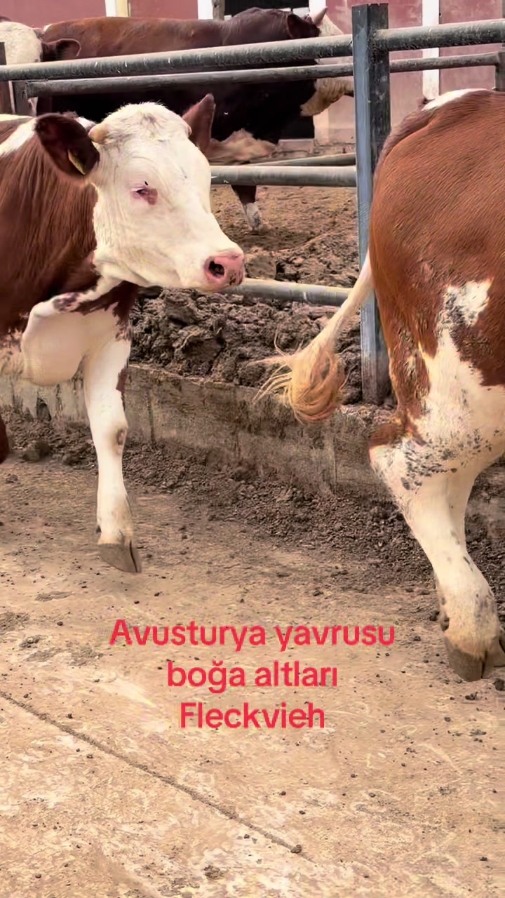 @Onur şahin 0544 842 73 19