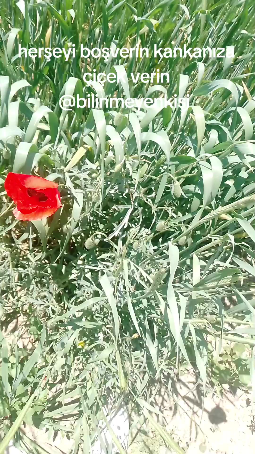 @XXXAPLUMUT