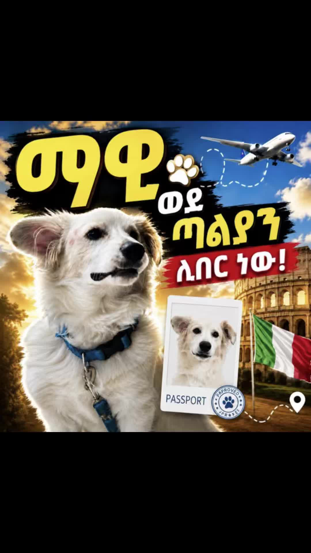 @Hachiko_Vet_Clinic
