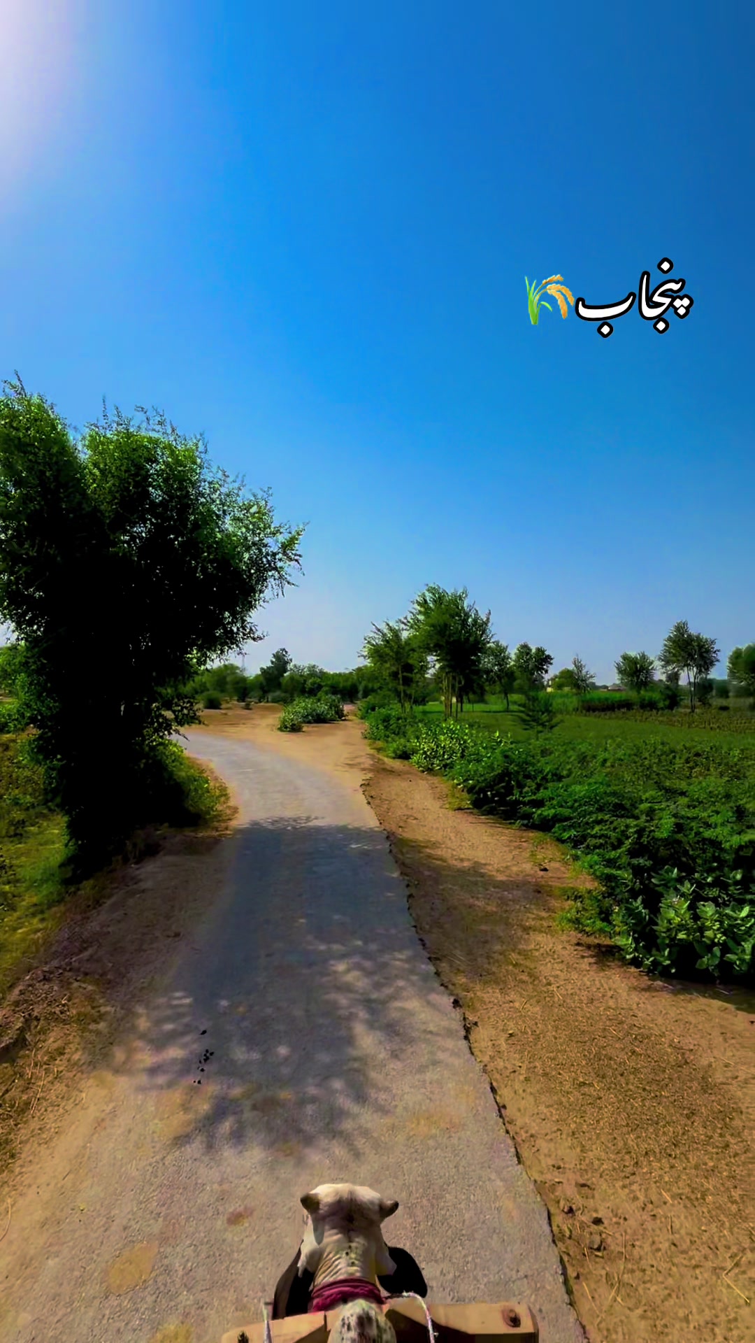 @🌾میں۔ میرا۔ پنڈ🎋