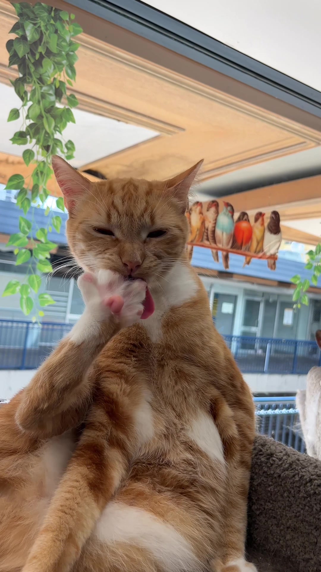 @crazycatcafe