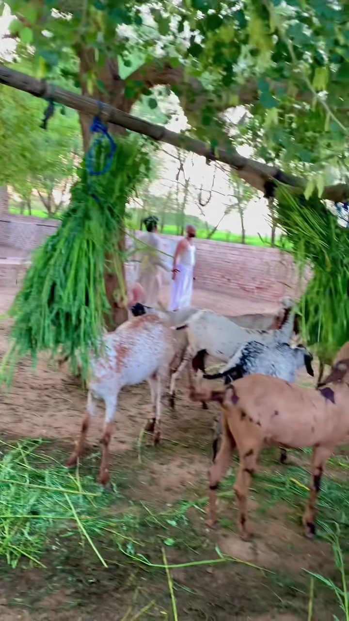 @Ayyan goat