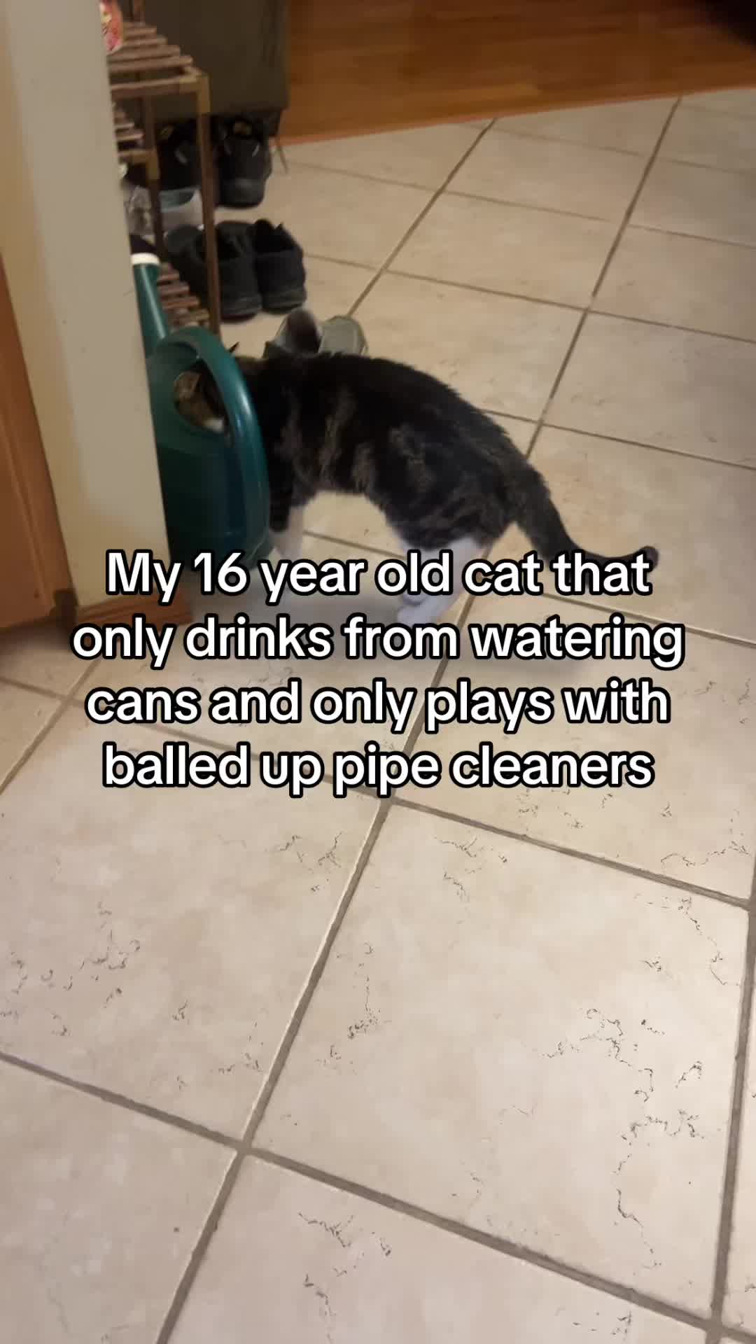 @snorpal