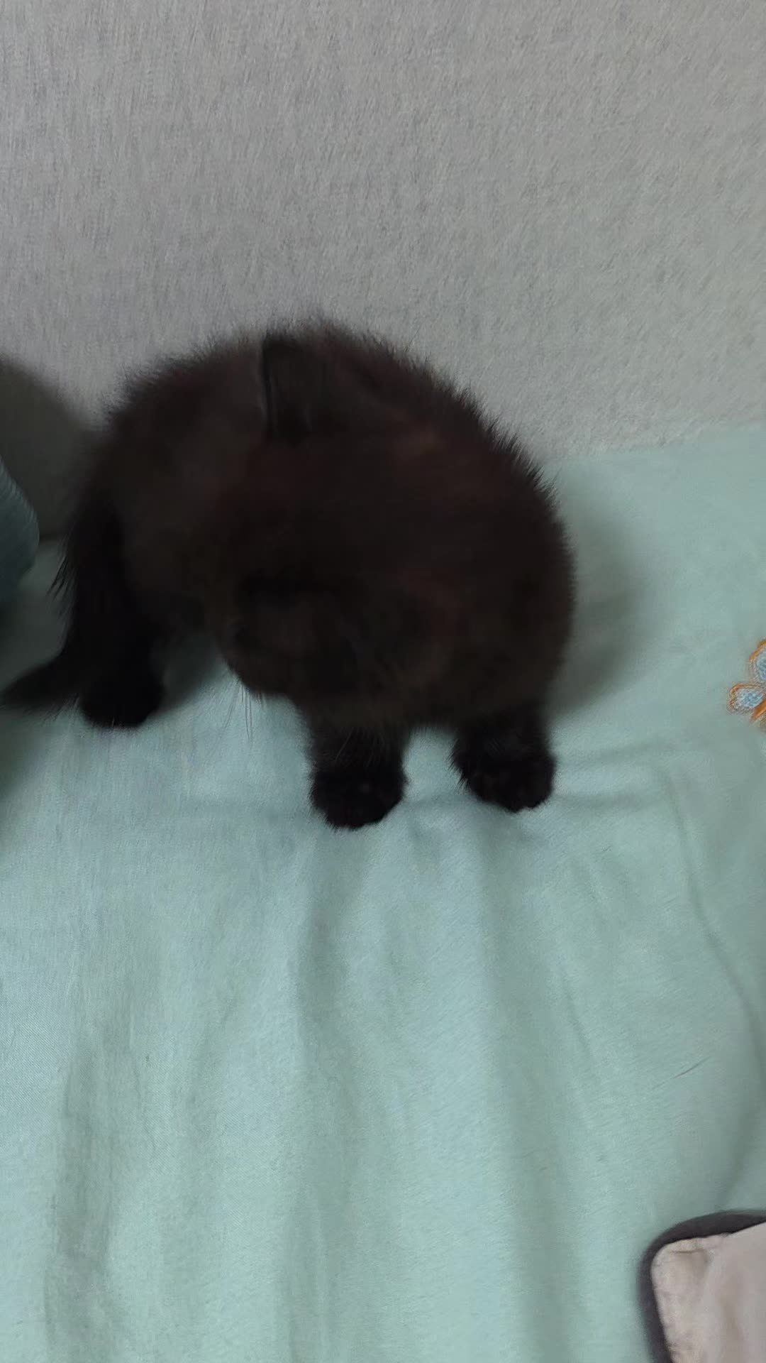 @8냥이 집사