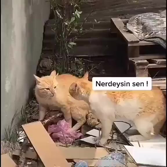 @🖤🤍G.ı.c.ı.k🖤🤍1.9.0.3🖤🤍